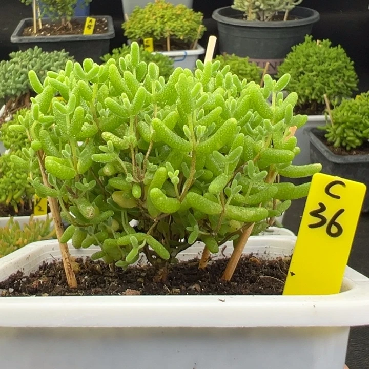 蜜橘带盆带土发货