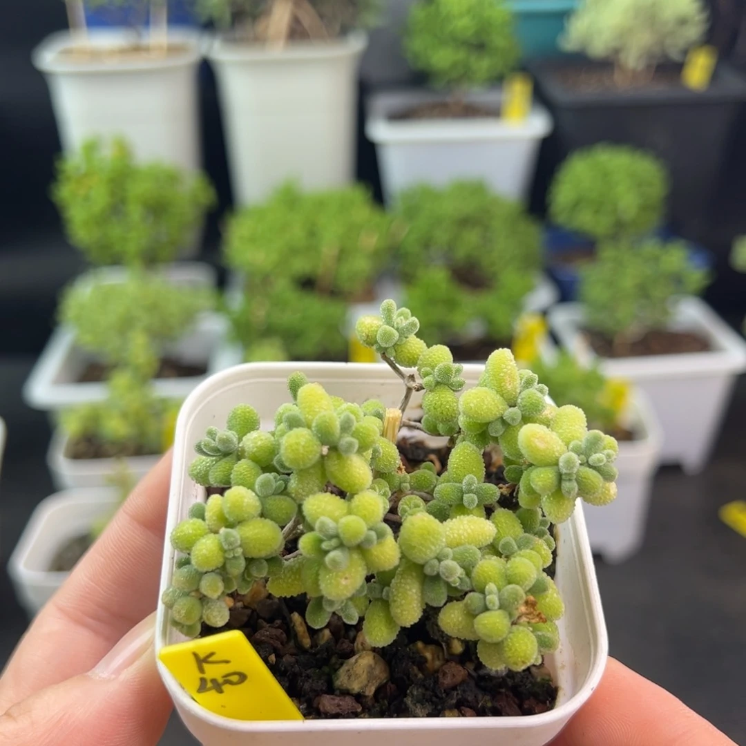 冰晶带盆带土发货