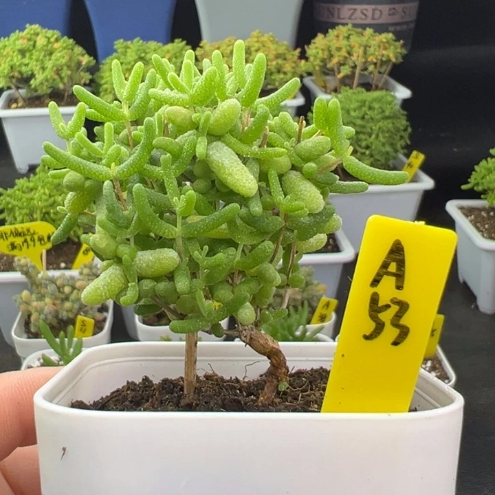 蜜橘带盆带土发货