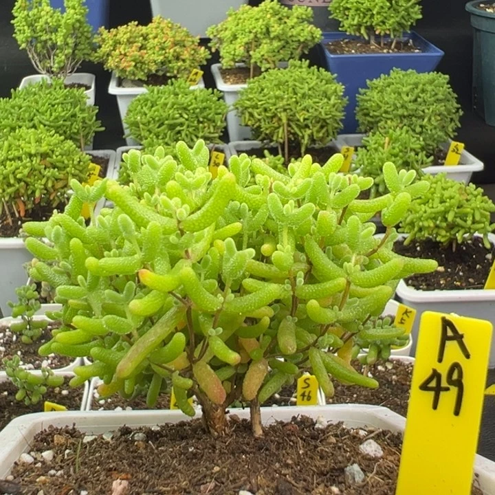 蜜橘带盆带土发货