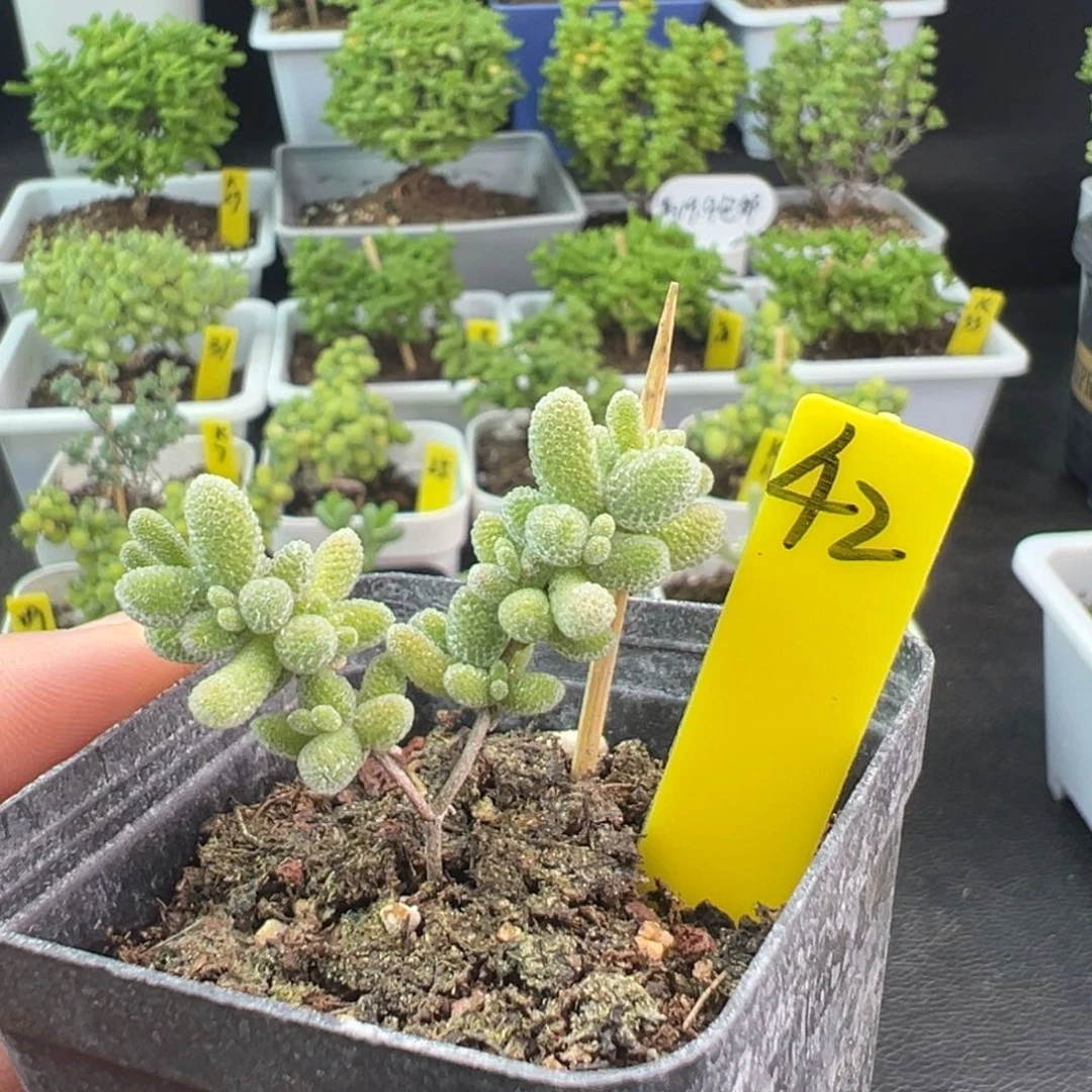 福利冰晶带盆带土发货