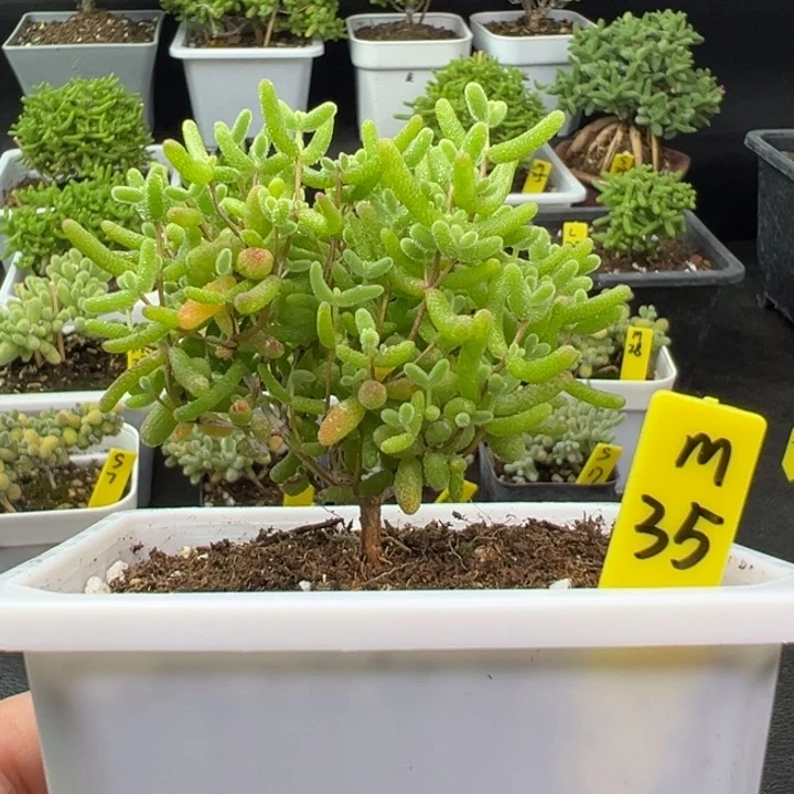 筱蜜橘带盆带土发