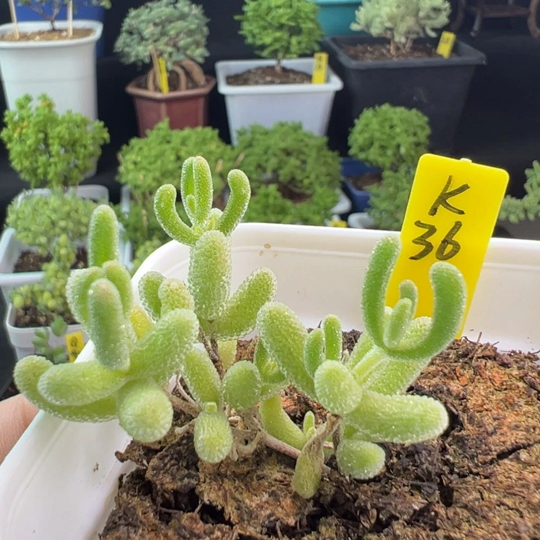 冰晶杂带盆带土发货