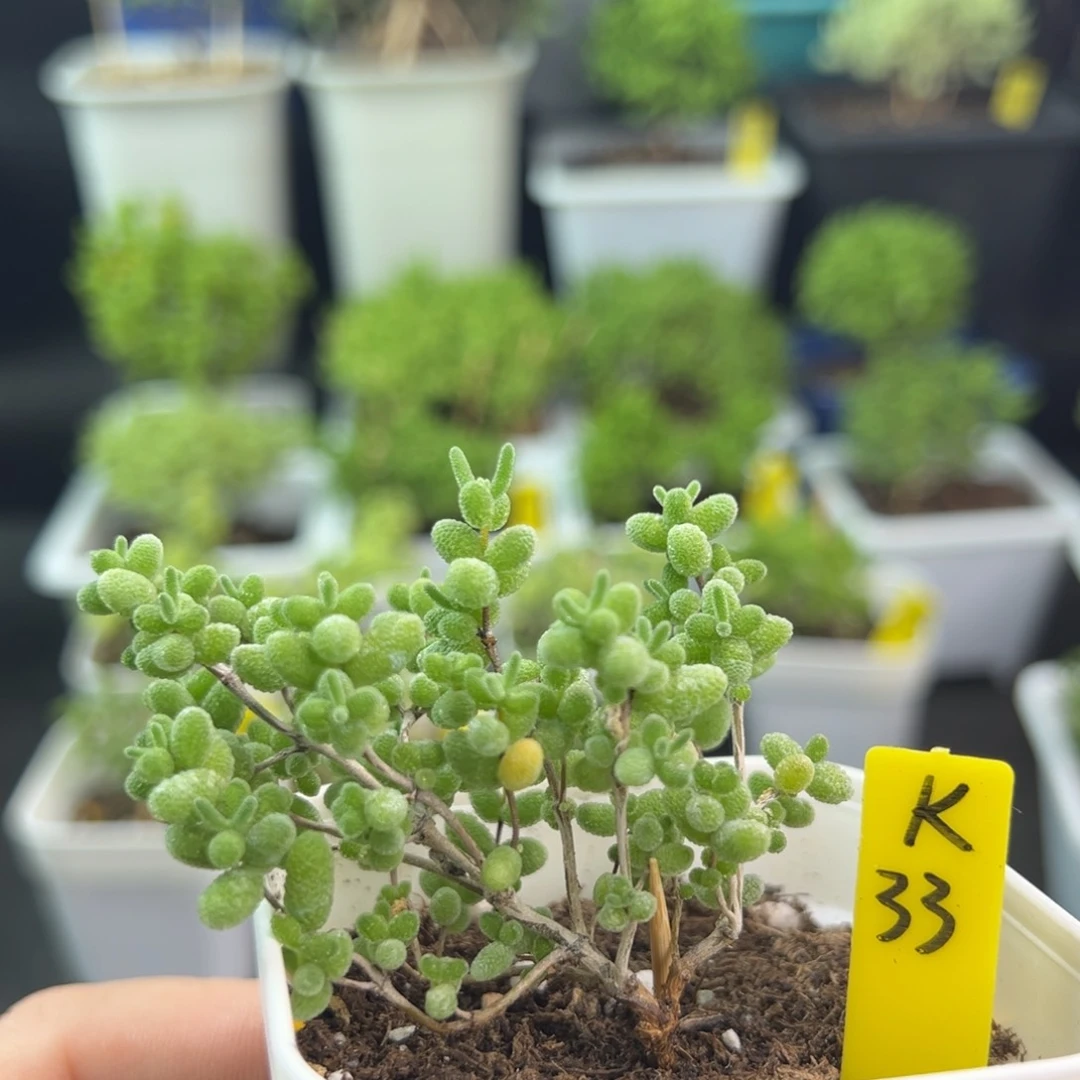 蜜橘带盆带土发货