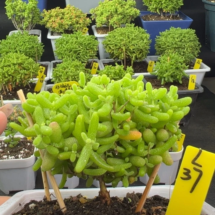 蜜橘带盆带土发货