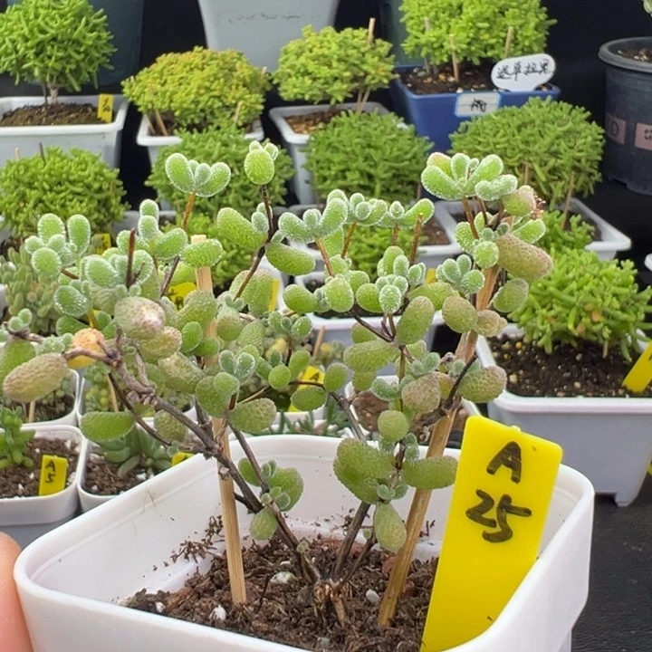 翡翠带盆带土发货