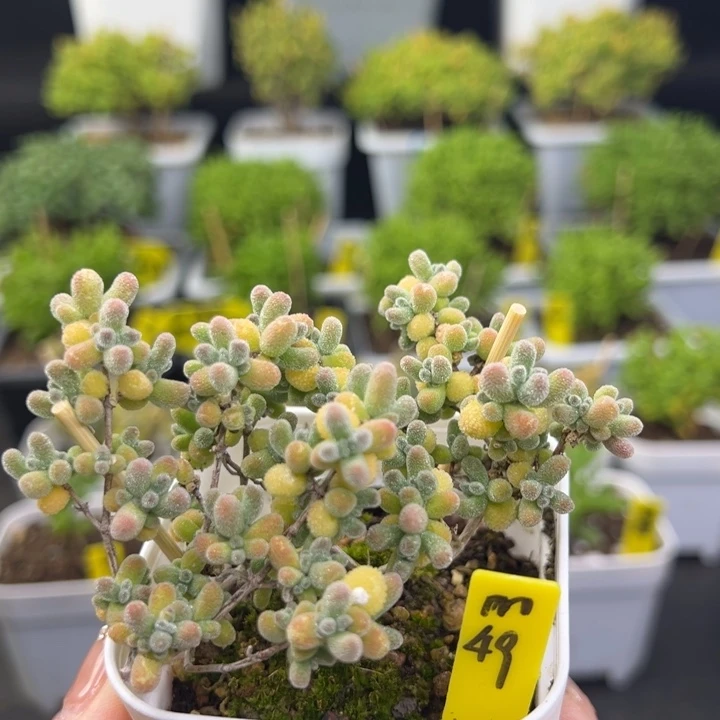 五彩冰晶带盆带土发货