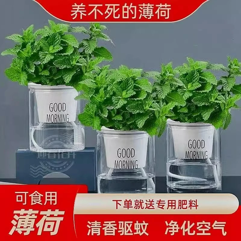 薄荷盆栽可食用泡茶四季常青皱叶留兰香室内办公室客厅驱蚊虫绿植