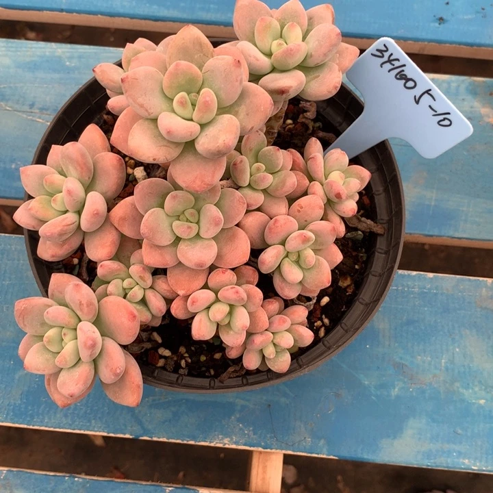 ?****桃341005-10粉洛神