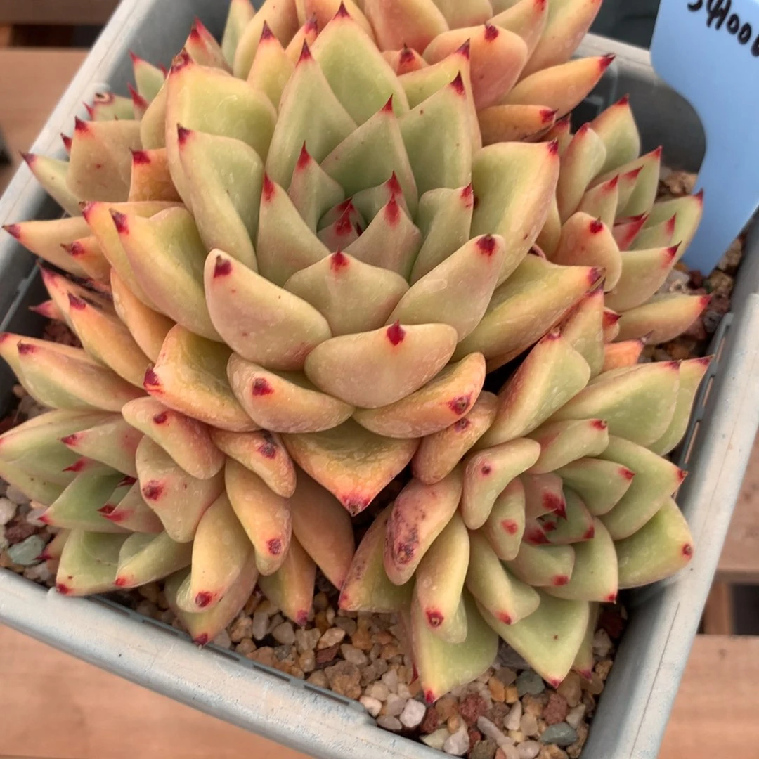 ?***纤341006-18冬云