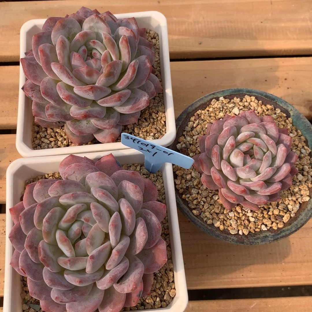 婷*Z341019-01橙子2+1