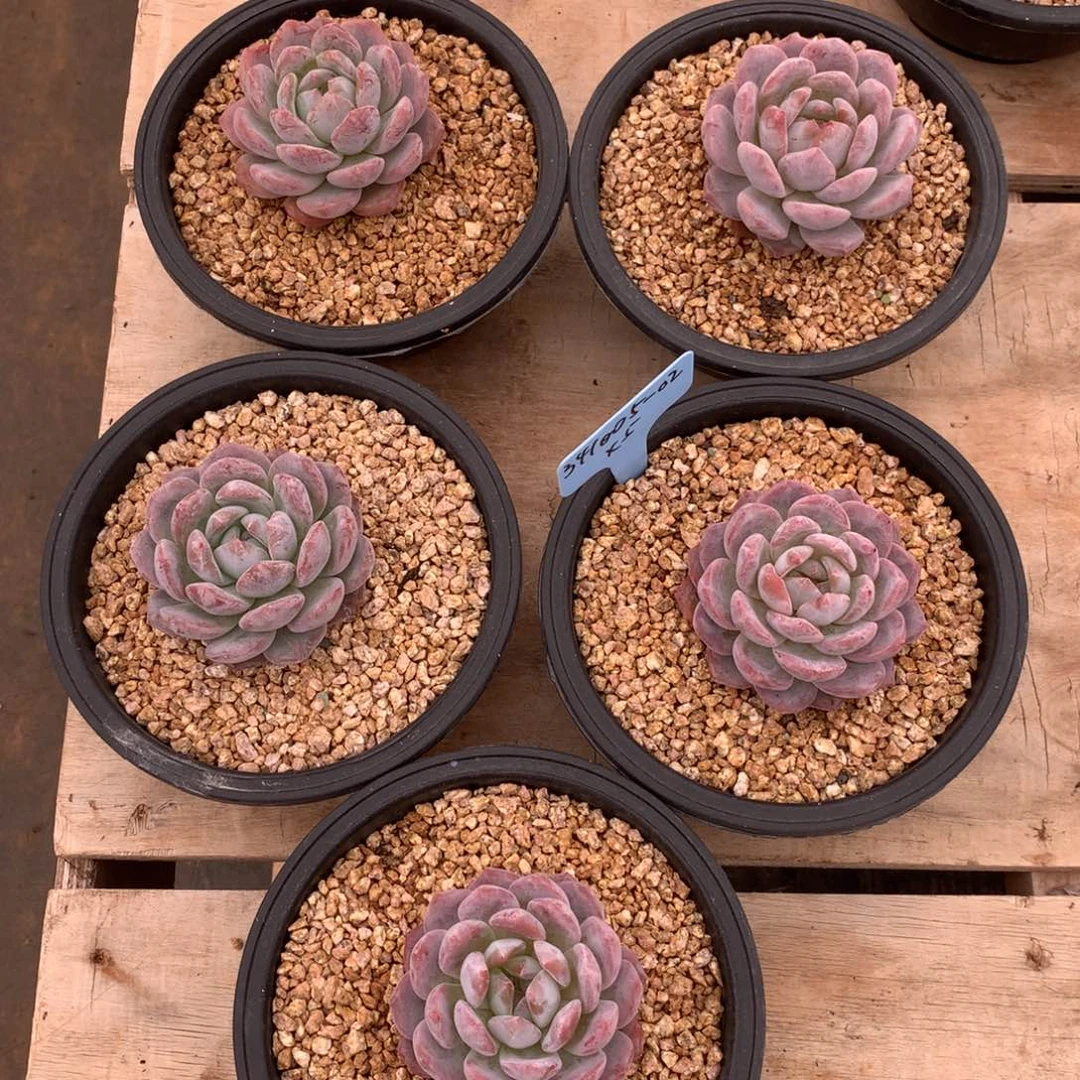 一***?341005-02橙子5