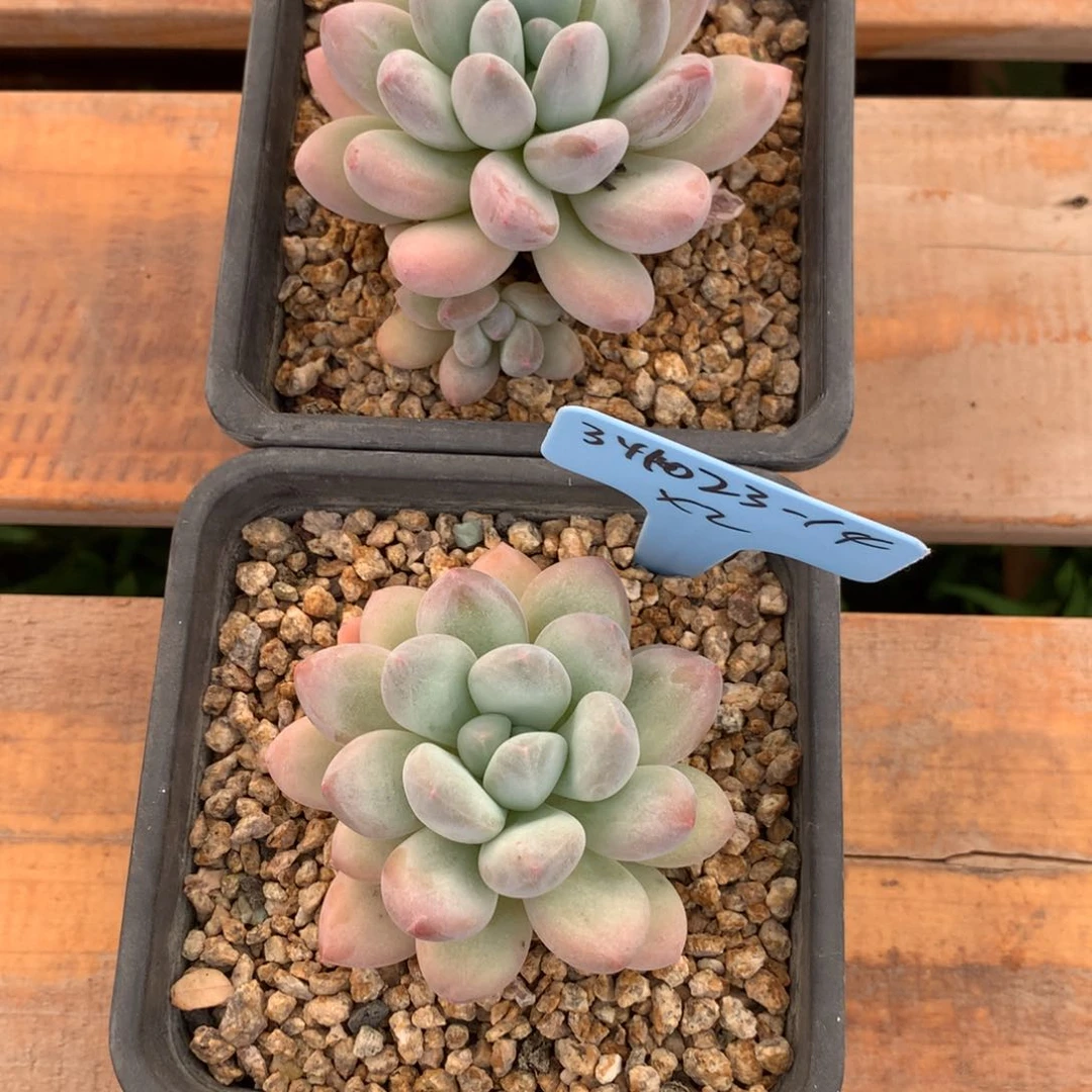 奔****圆341023-14香水2