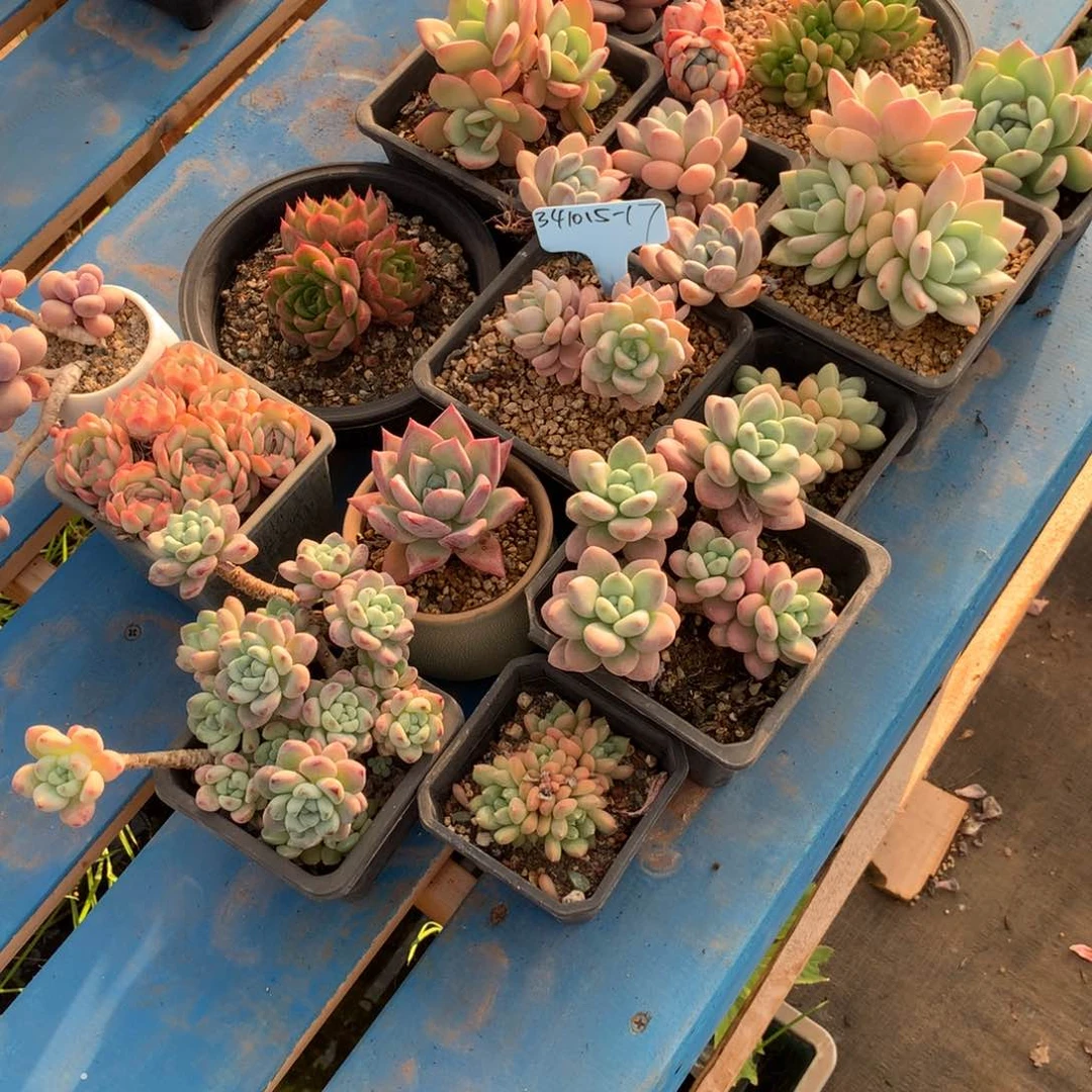 l****n341015-17一筐