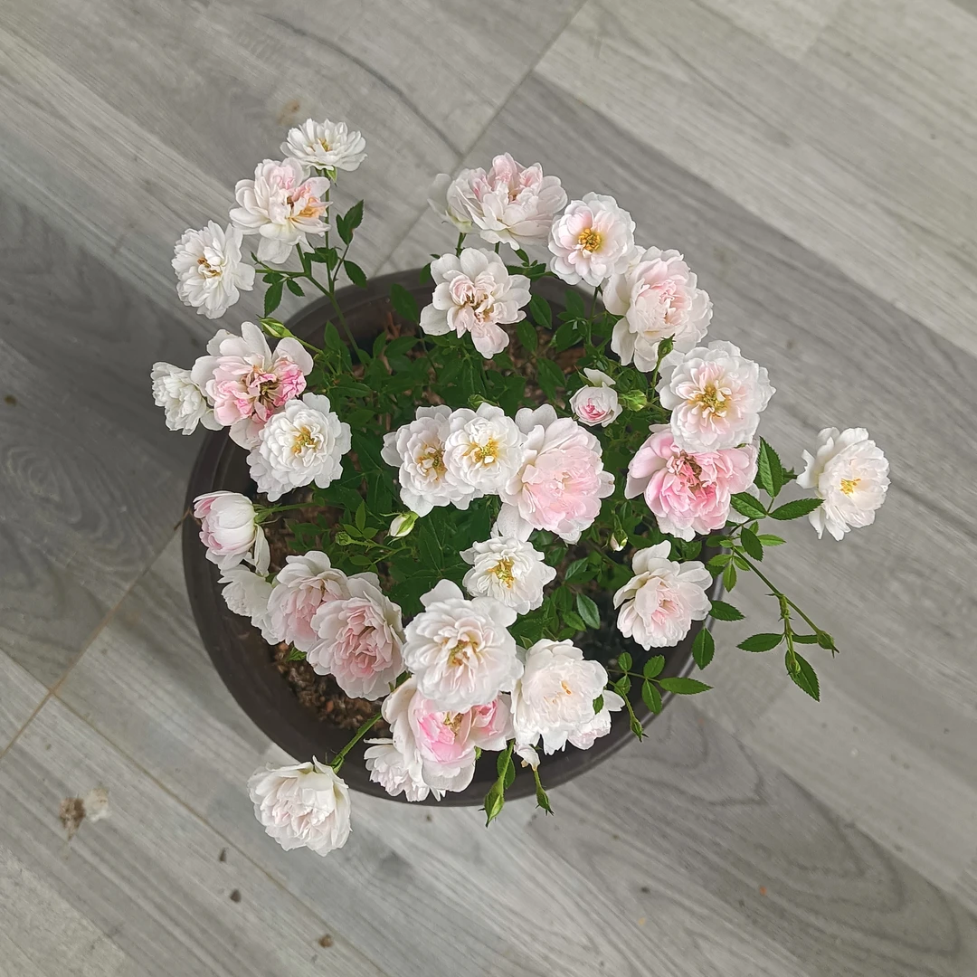 姬乙女月季棒棒糖