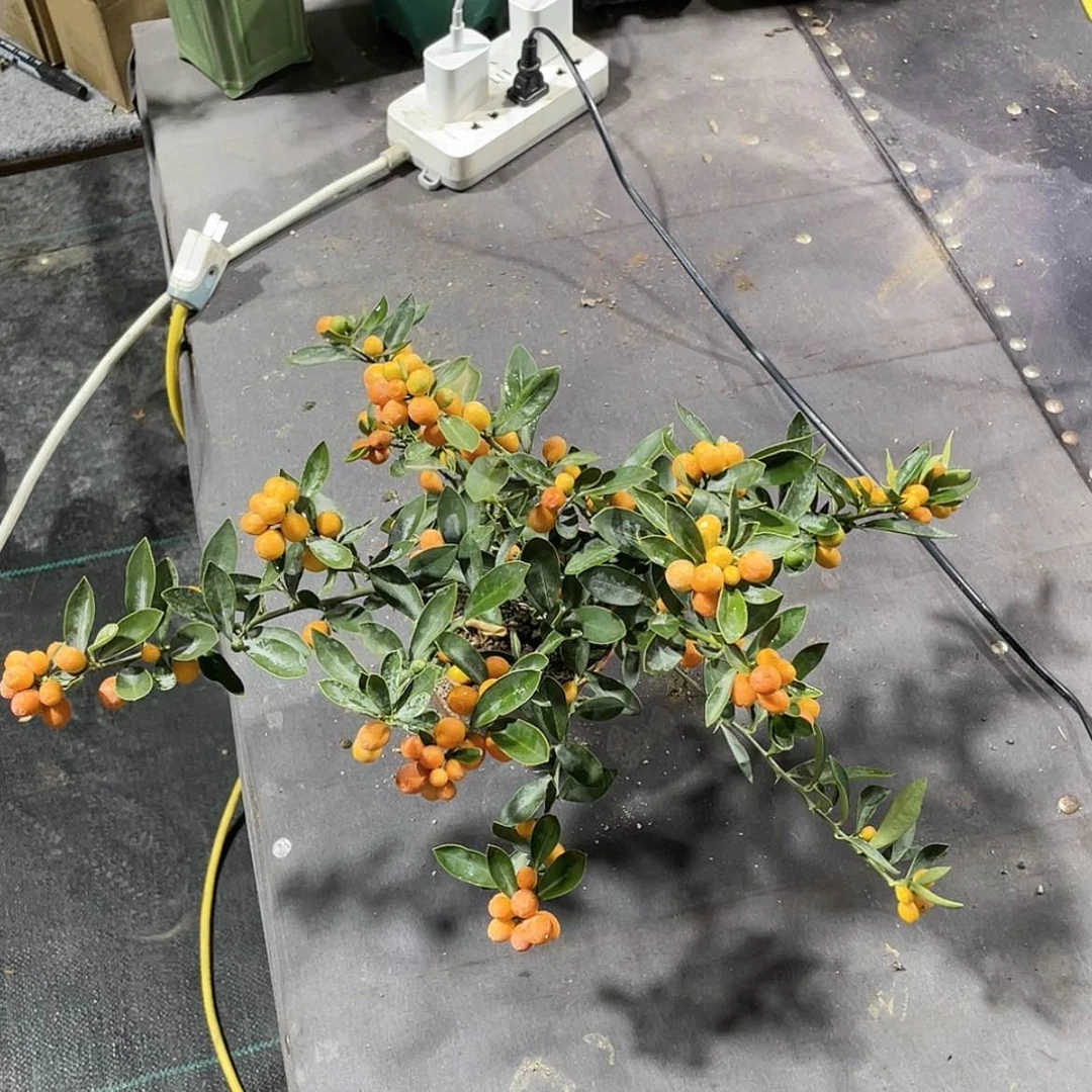 【闪购商品】45熊豆豆00000