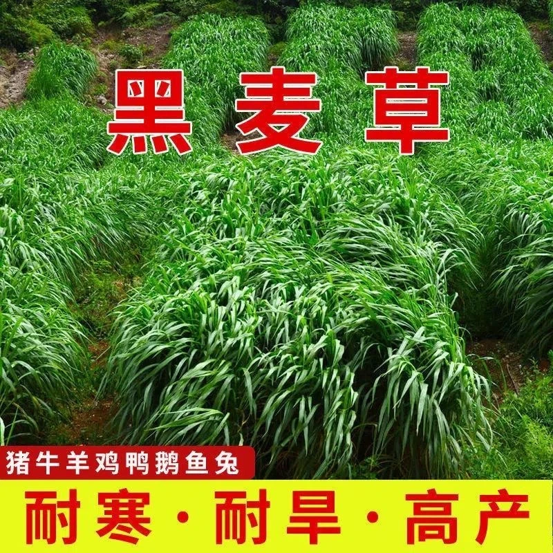 黑麦草多年生耐寒耐旱牛羊鸡鸭草料高产牧草