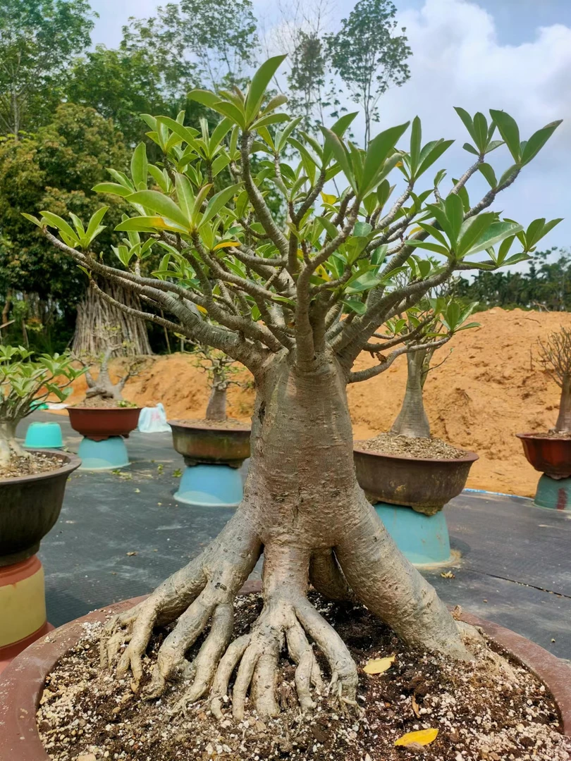 泰国进口沙漠玫瑰索科高妹