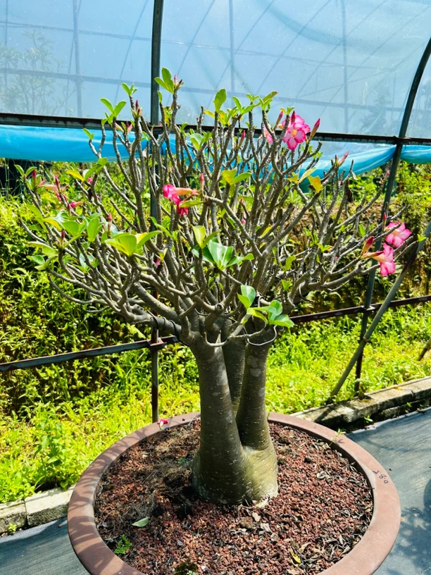 泰国进口沙漠玫瑰    千娇沙漠玫瑰 八爪根盆景