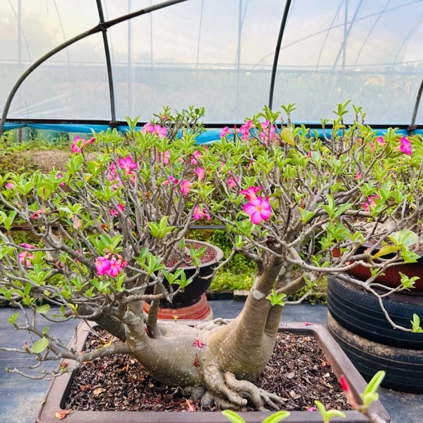 泰国进口沙漠玫瑰 船型千娇盆景