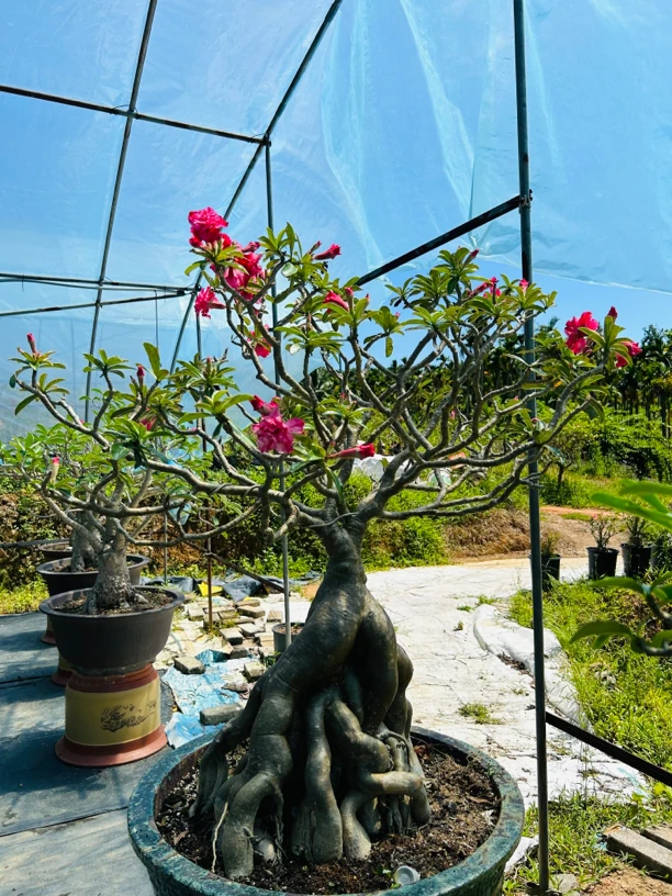 泰国进口沙漠玫瑰 提高根八爪