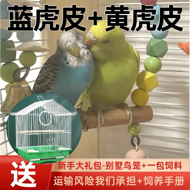 新手大礼包套餐一对鸟加一包500g饲料加一个单层别墅鸟笼