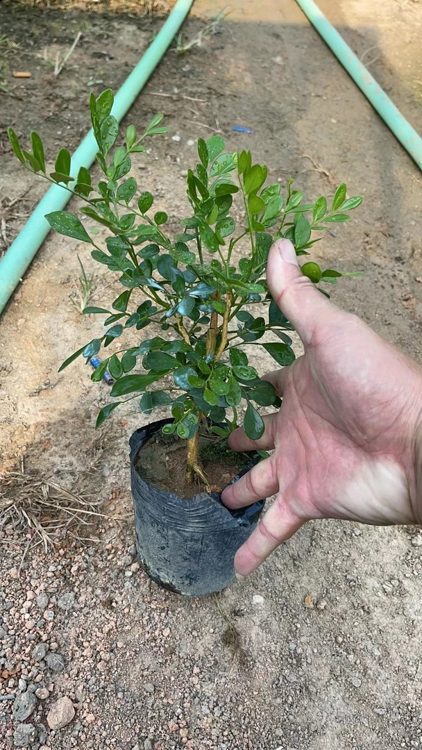 九里香盆栽包邮带叶绿植盆栽七里香九里香苗开花香气袭人驱蚊植物