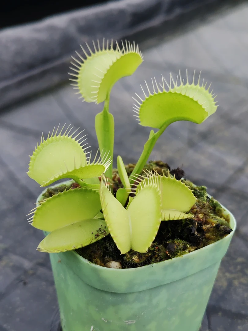 绿巨人捕蝇草【食虫植物】