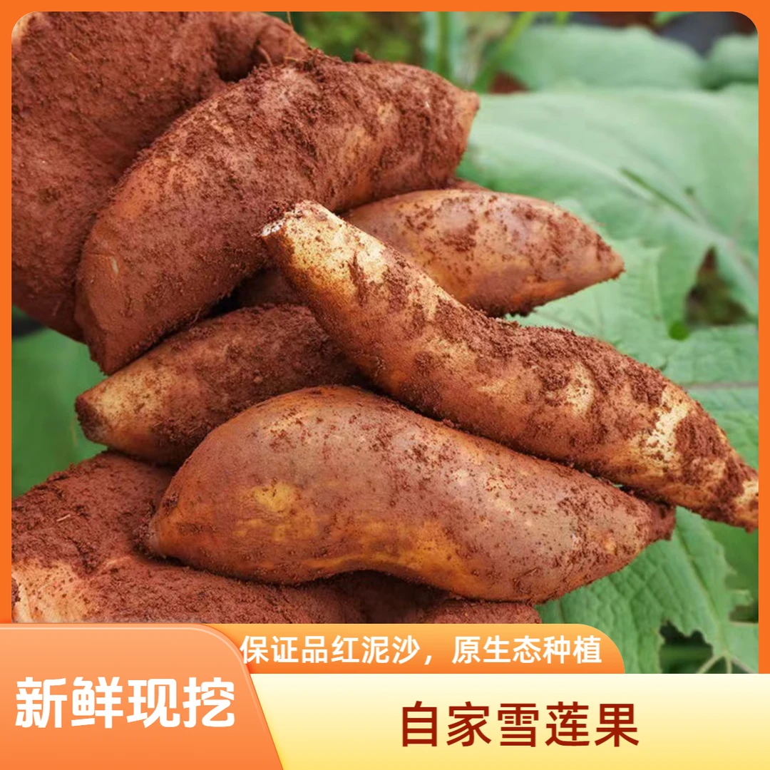 云南高原山红泥沙雪莲果新鲜黄心应季碱性低糖水果包邮【坏果包赔】