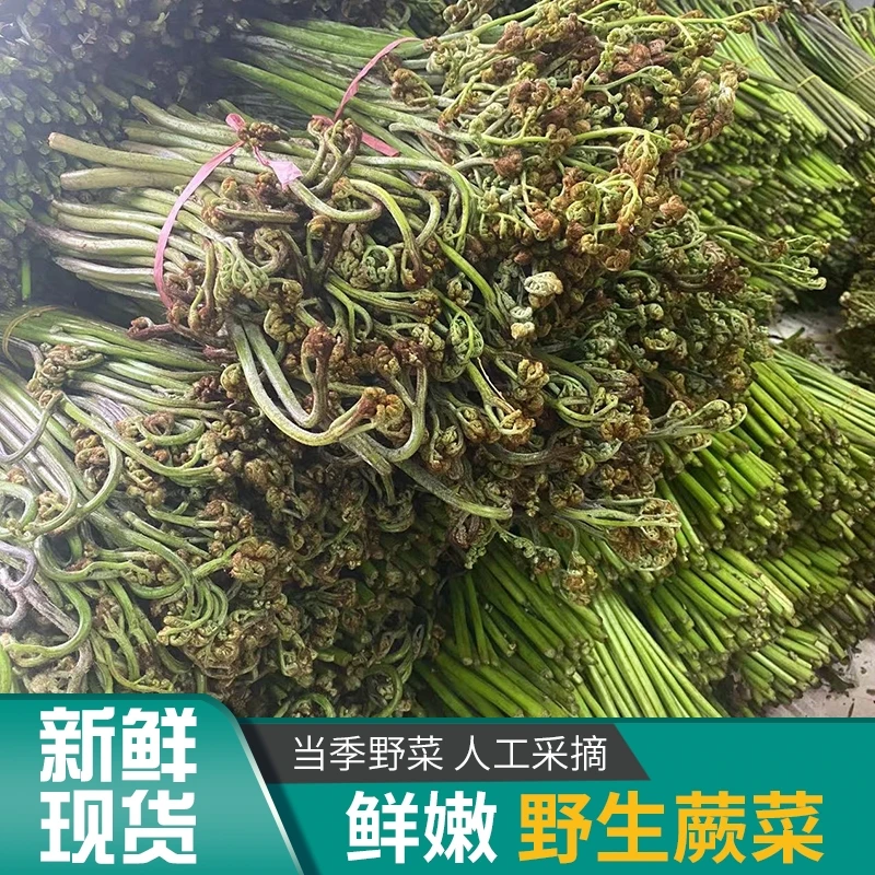 蔬菜类新鲜蕨菜野生山蕨菜甜蕨当季美味野菜鲜嫩厥菜龙爪菜现摘