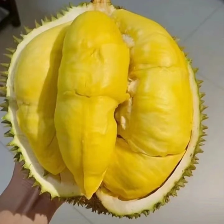 金枕榴莲一果一拍【默认开果】