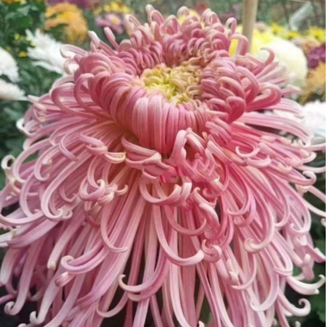 【貂蝉拜月】盆栽菊花大苗室内阳台花卉好养四季开花