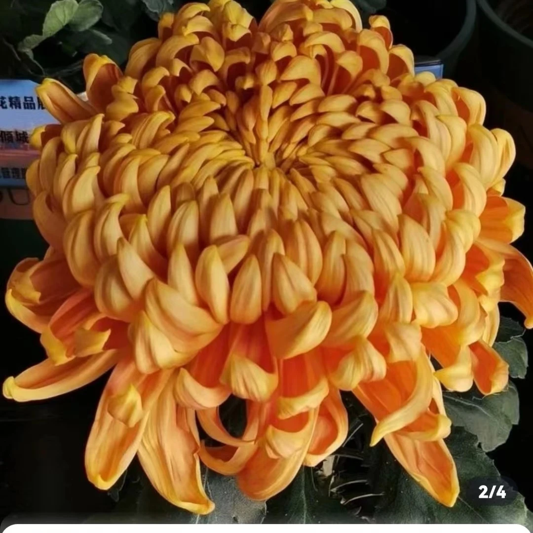 独头菊橙国华盆栽菊花大苗室内阳台花卉好养