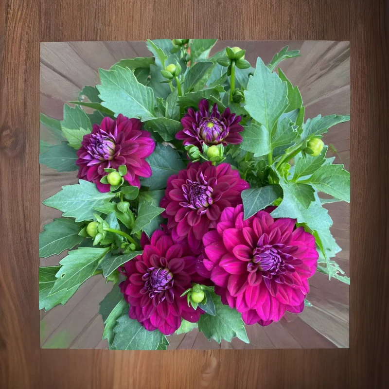 小丽花盆栽阳台庭院养殖多年生花期长多色颜值高