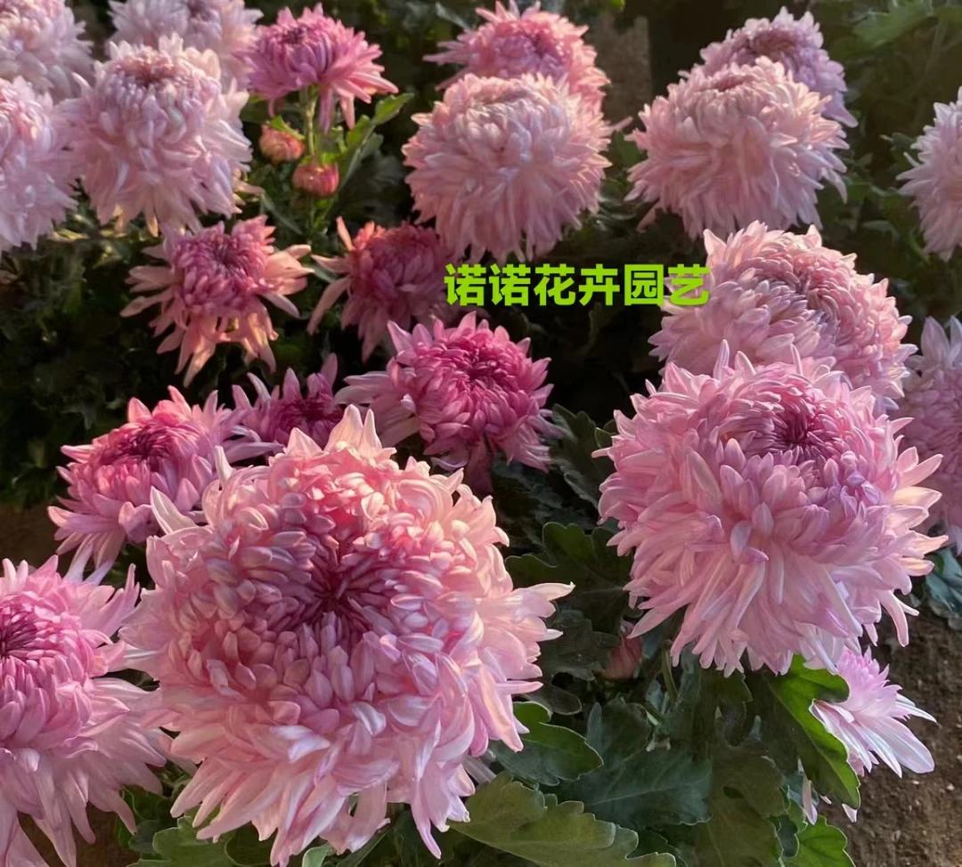 山海荷源【带花苞发货】盆栽菊花大苗室内阳台花卉好养四季开花