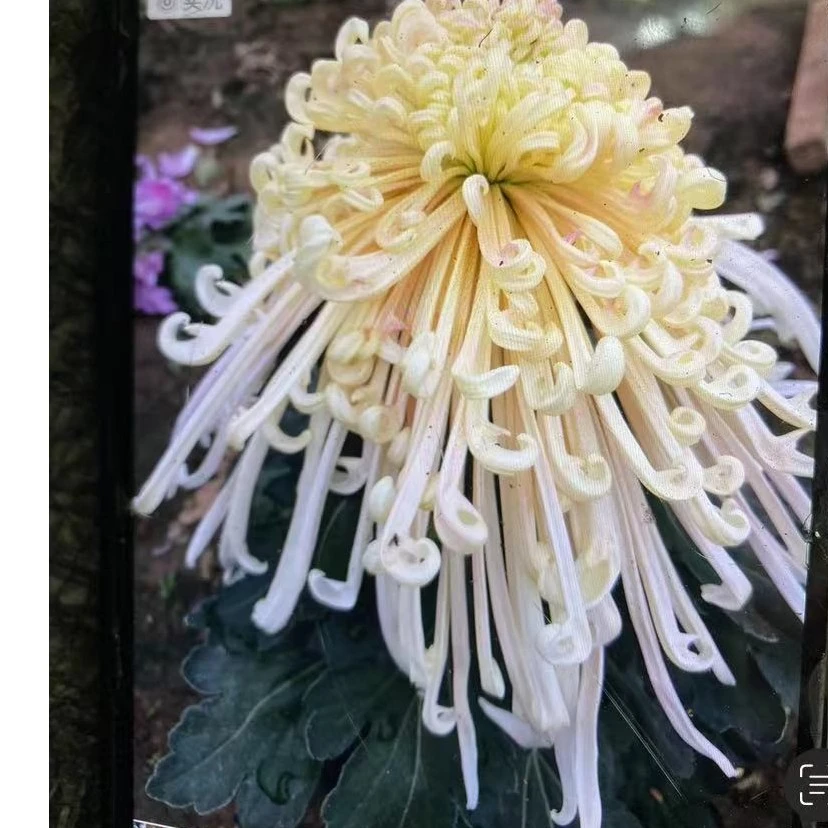 泉乡一笔【带花苞发货】盆栽菊花大苗室内阳台花卉花