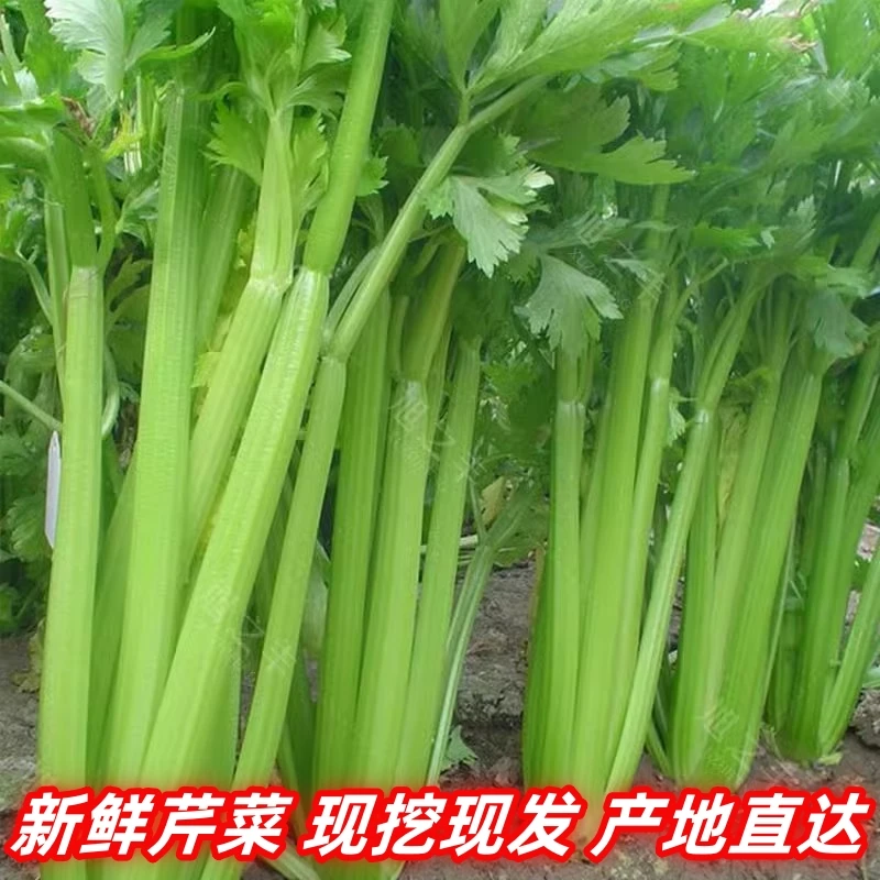 新鲜现摘河南芹菜农家自种当季蔬菜大西洋芹菜5斤榨汁炒菜香芹菜