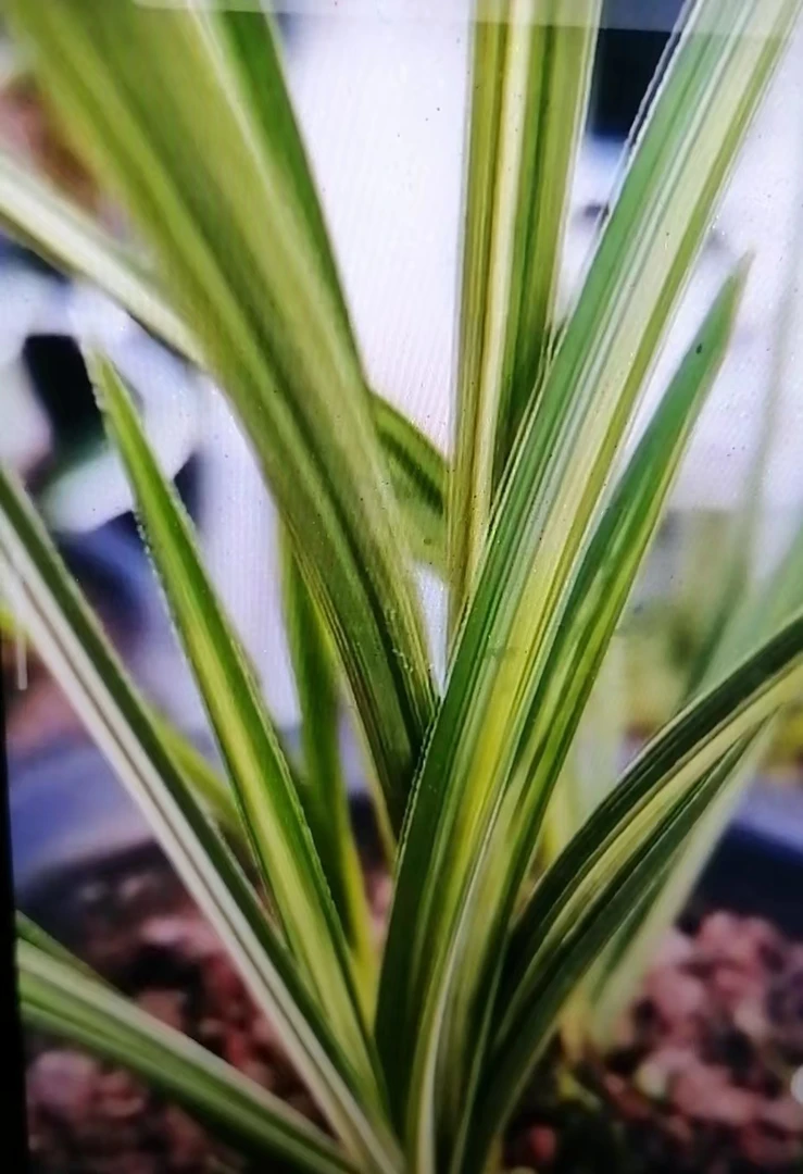 兰花欣航直播间   一物一拍