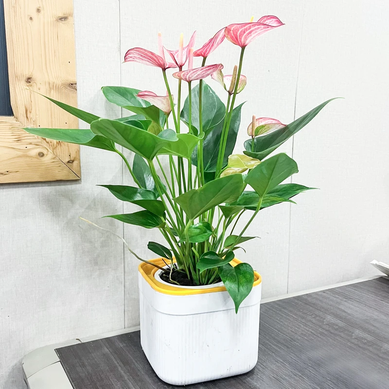 颜值高【油画粉掌红利维姆】2-3苗4-8个花红掌盆栽花卉(可拆苗水培)