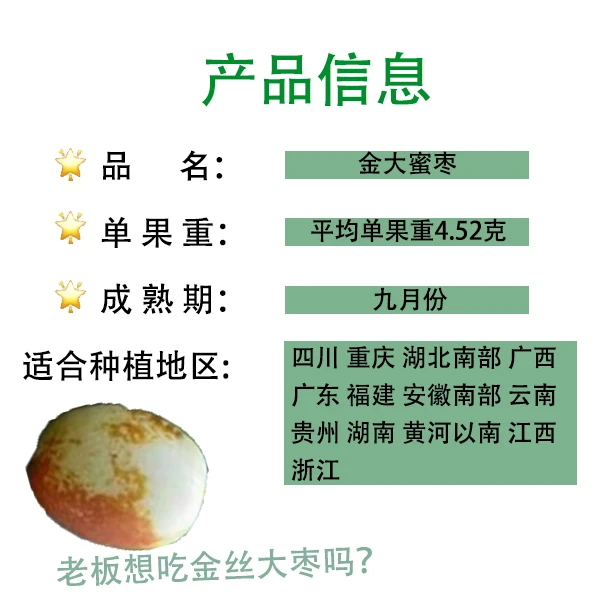 金丝大枣杆径粗壮原土原杯发货顺丰包邮果树苗蜜枣绿色果苗七年苗