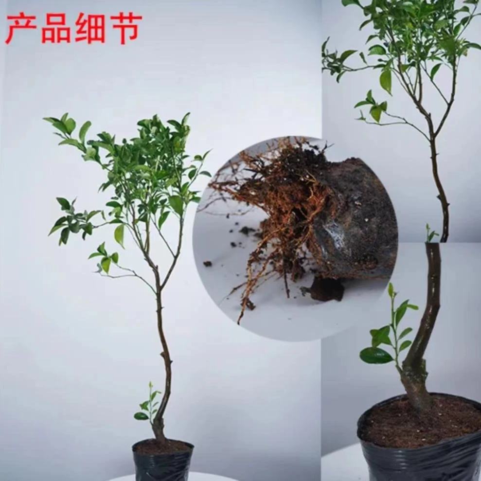 正宗沃柑树苗 带原土原盆高产树苗 南方盆栽 地载柑橘容器苗