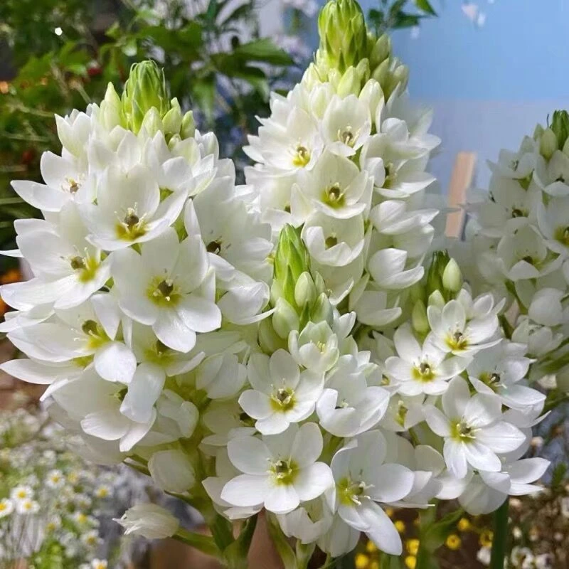 圣心百合虎眼万年青阳台花卉植物早春观花多年生球根
