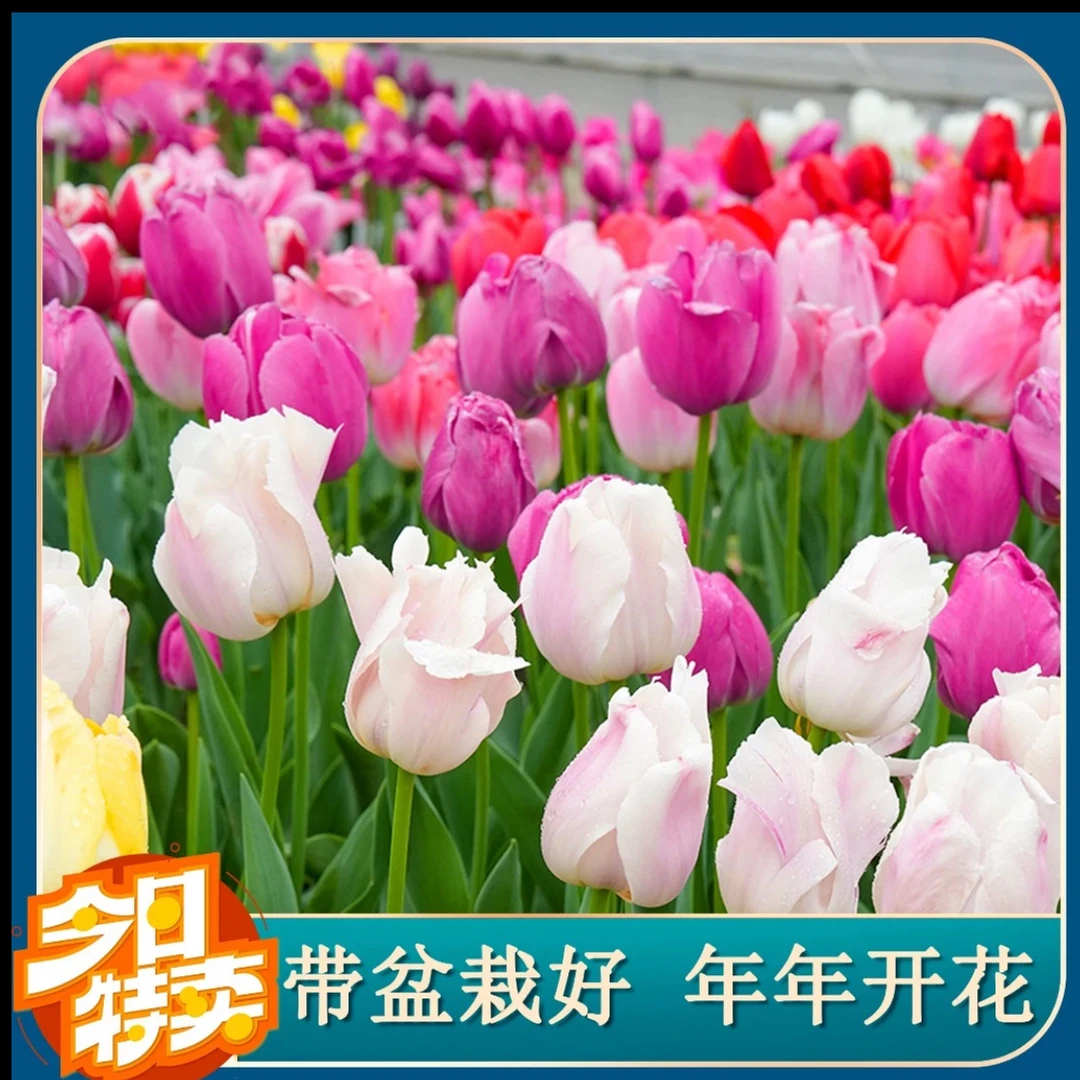 郁金香种球荷兰进口大球新手土培套餐水培阳台地栽盆栽庭院书桌