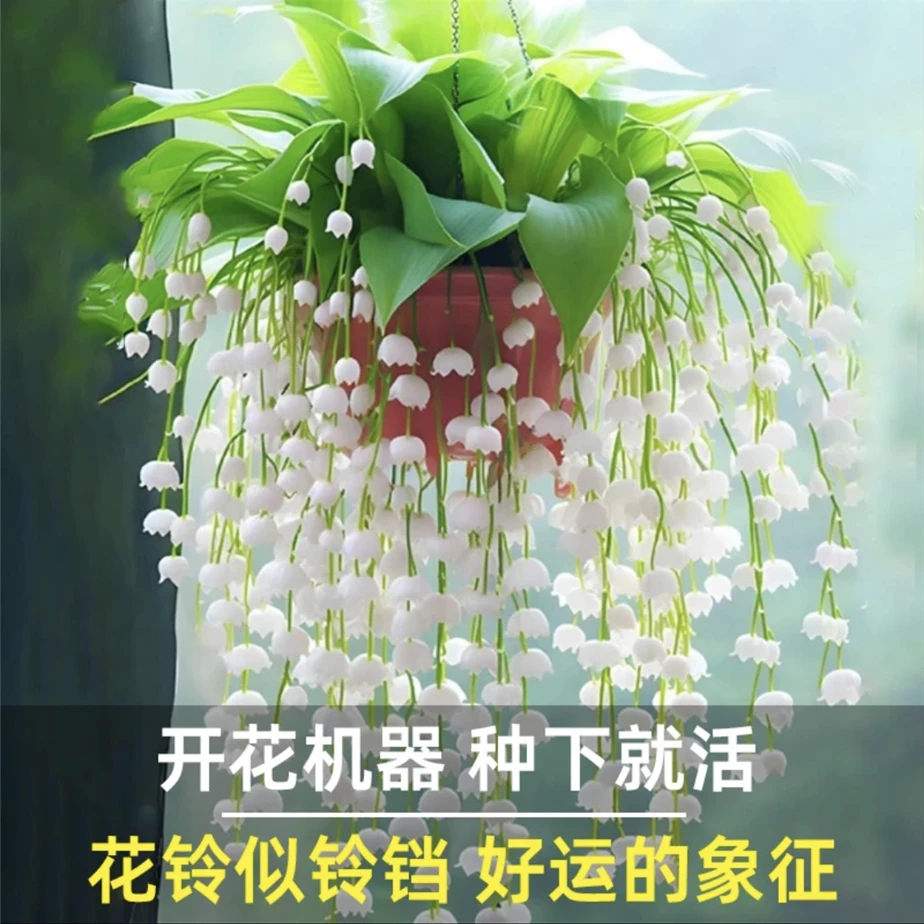新粉点关注福利 铃兰带芽发货