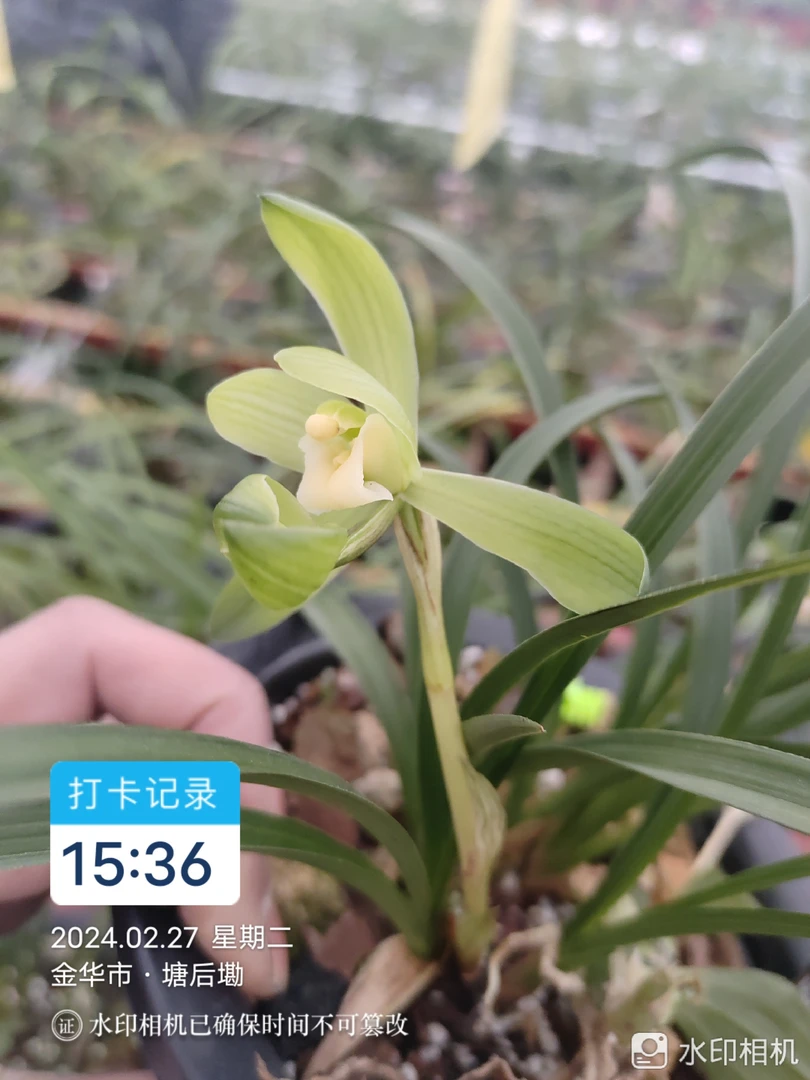 春兰花香雪莲素有时能奇花