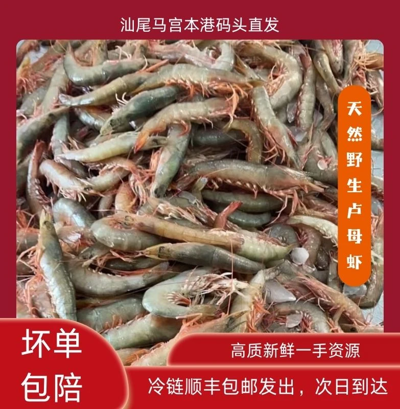 纯天然 锁鲜优质大虾 沙芦虾（麻虾）带膏 马宫港深海捕捞 流水解冻
