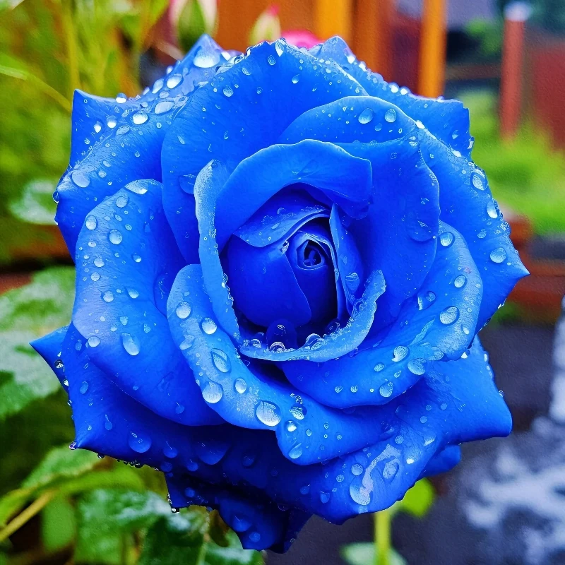 蓝玫瑰苗老桩绿植观赏成活玫瑰花卉阳台四季开花盆栽易活室内养护