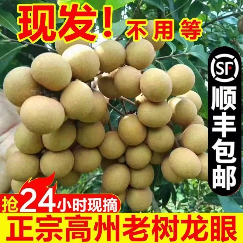 顺丰现货龙眼新鲜水果广东储良石硖鲜桂圆当季甜孕妇夏季水果大果