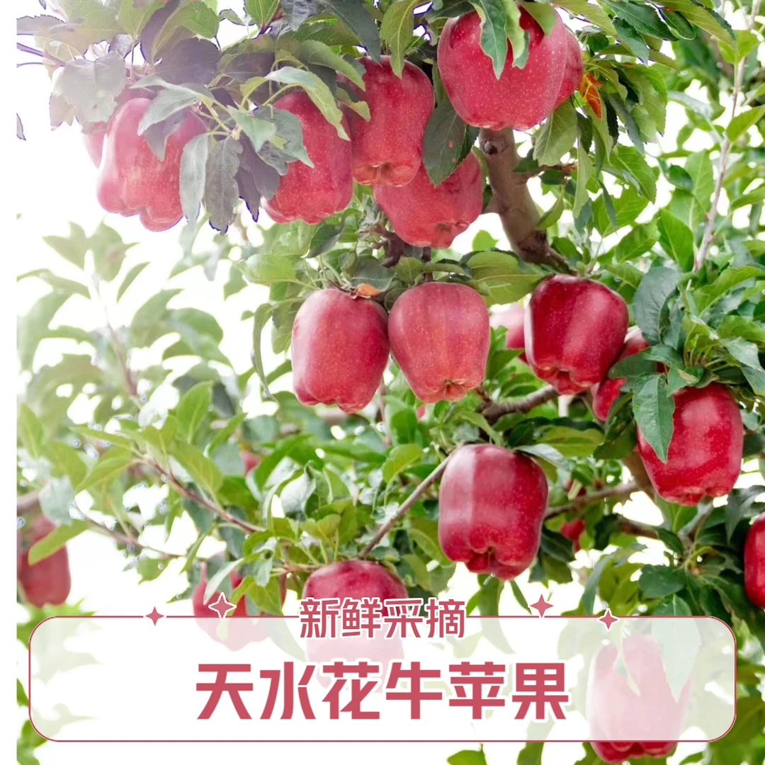 正宗天水花牛苹果 香甜多汁 美味可口  产地直发 老少皆宜