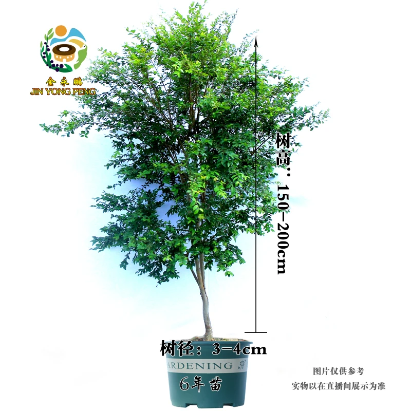 JINYONGPENG/金永鹏树葡萄嘉宝果沙巴树苗（一物一拍链接）果树